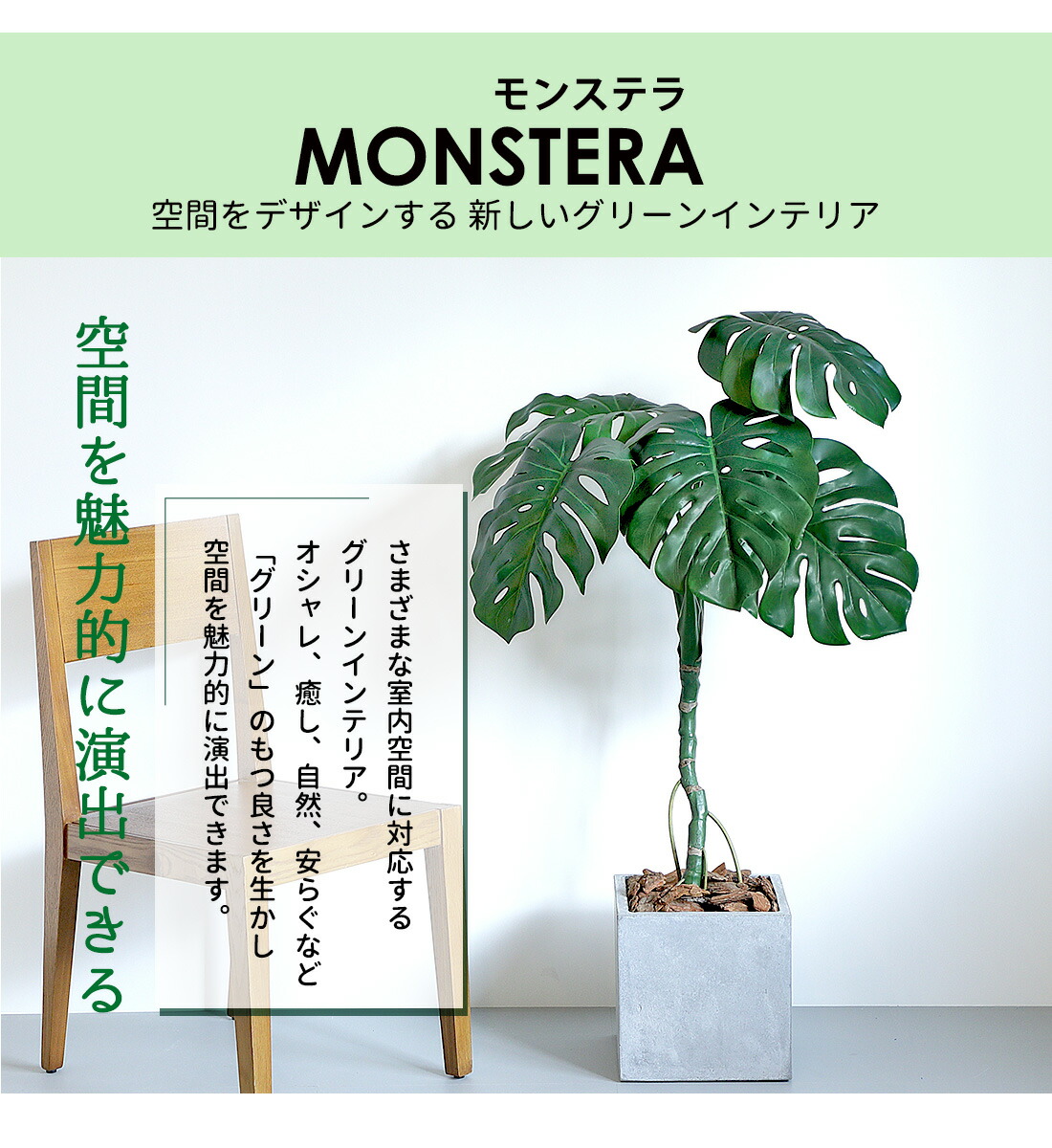 楽天市場】【10%OFFクーポン！楽天スーパーSALE】モンステラ 120cm