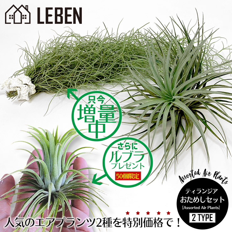 楽天市場】【5%OFFクーポン！楽天スーパーSALE】☆予約☆50セット限定