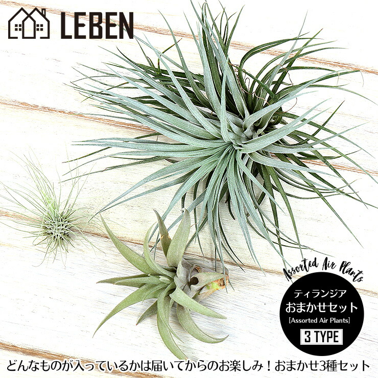 楽天市場】【5%OFFクーポン！楽天スーパーSALE】○エアプランツ セット