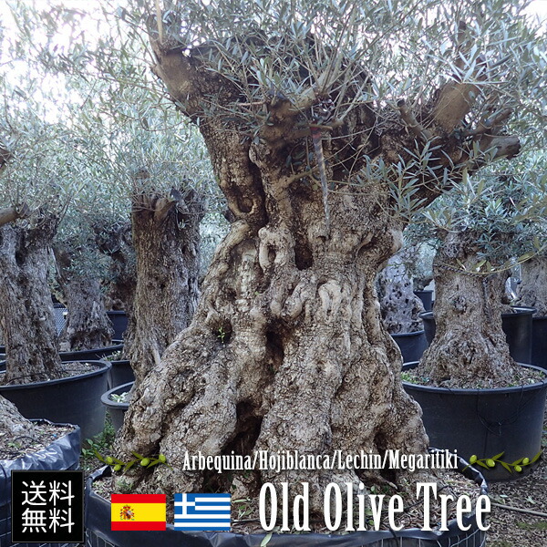 楽天市場】[オリーブ園拡大移転のため格安で！]オリーブの木 古木