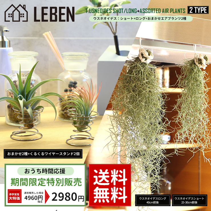 楽天市場】【楽天スーパーSALE】☆予約☆期間限定販売 エアプランツ