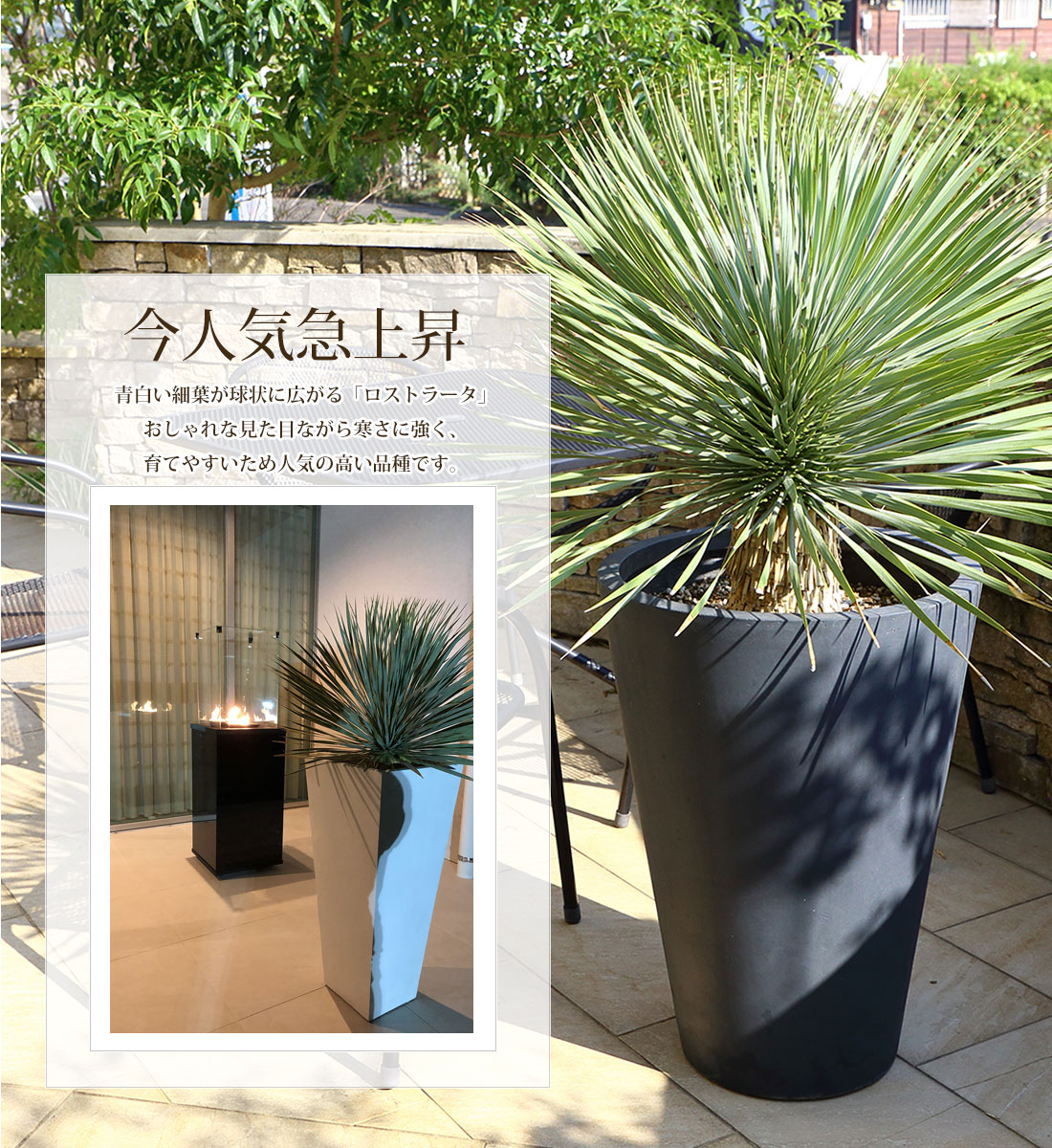 楽天市場】ユッカ【スペイン産 ユッカ ロストラータ ブルースワン