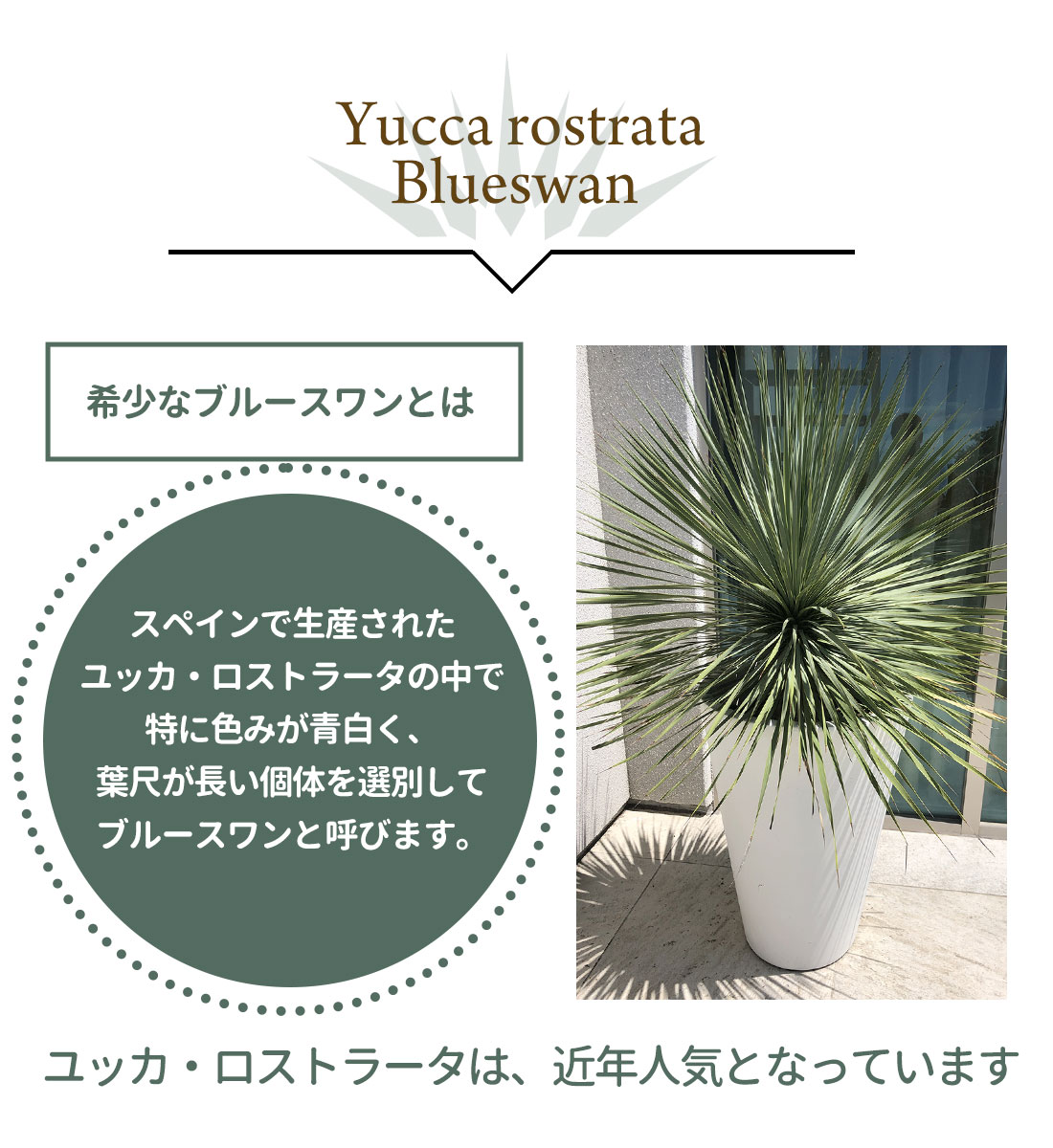 楽天市場】ユッカ【スペイン産 ユッカ ロストラータ ブルースワン