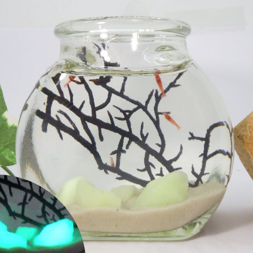 楽天市場】大瓶 光る石入りピクシーシュリンプ 熱帯魚 シュリンプ