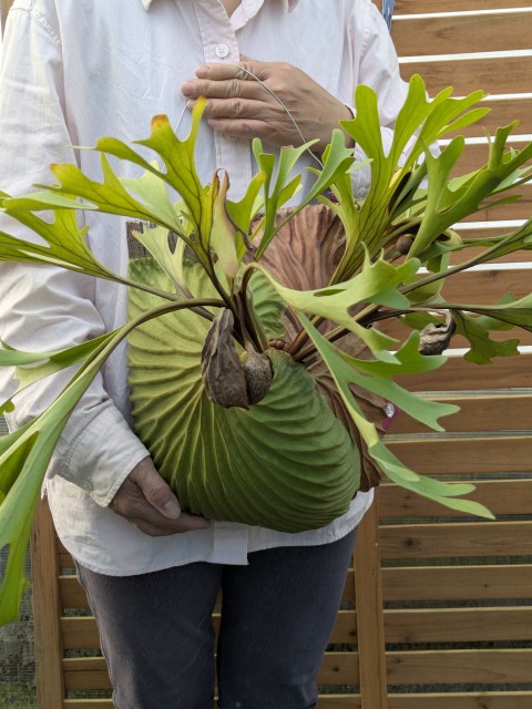 観葉植物 ビカクシダ リドレイ」の人気商品一覧 | 安い商品を通販