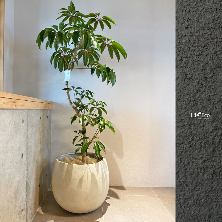 楽天市場】植木鉢 ファイバー製 おしゃれ 軽量 テラニアス バルーン