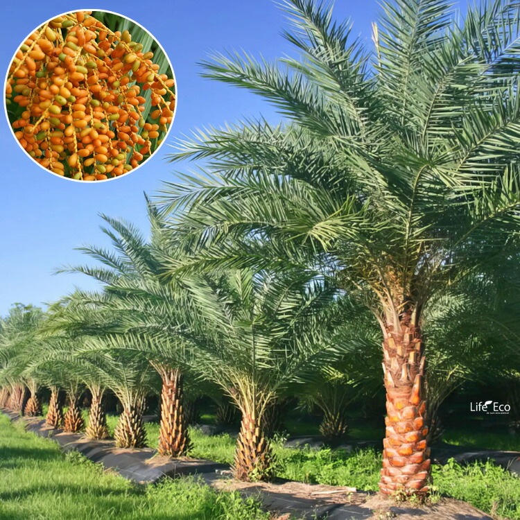 楽天市場】庭木・植木 フェニックス・シルベストリス（シルバーデーツ