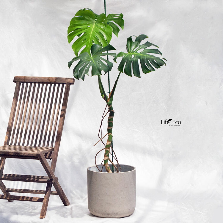 楽天市場】観葉植物 大型 モンステラ・デリシオーサ（根上がり仕立て