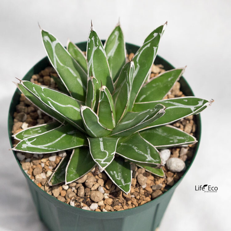 楽天市場】多肉植物 アガベ・笹の雪（ササノユキ/ビクトリア レジーナ