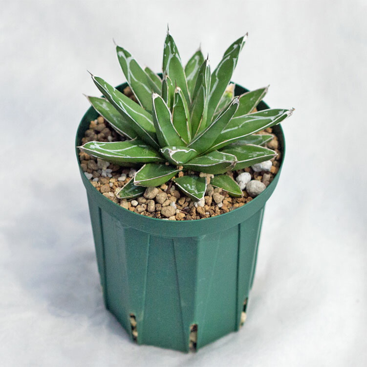 楽天市場】多肉植物 アガベ・笹の雪（ササノユキ/ビクトリア レジーナ