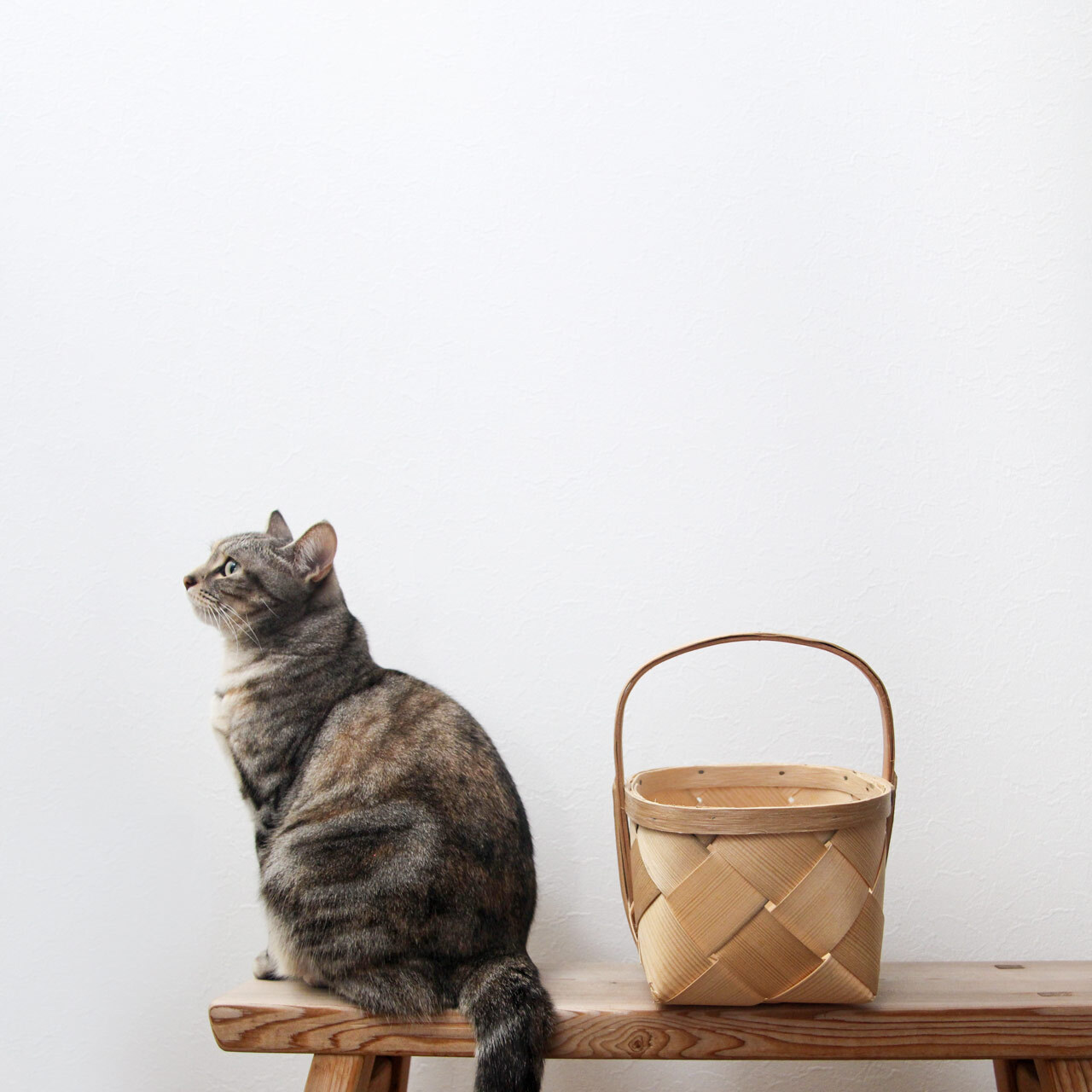 楽天市場】《白樺コースタープレゼント》 ラトビア PINUMU PASAULE