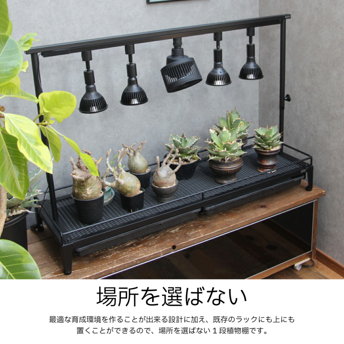 楽天市場】植物棚スターターセット 水受けトレー付1段植物棚 mini植物