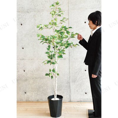 楽天市場】【取寄品】 フェイクグリーン 光触媒 白樺2本立 170cm