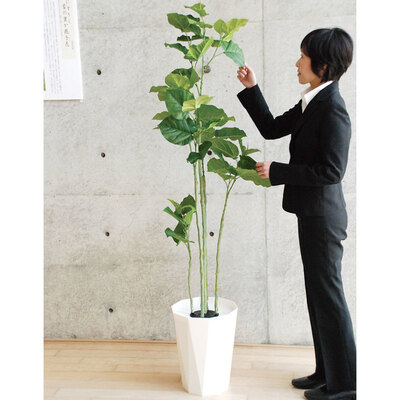 楽天市場】【取寄品】 フェイクグリーン 光触媒 ウンベラーター 178cm