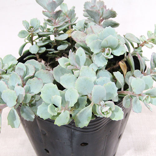 楽天市場】□多肉植物□ カラフルな超耐寒性セダム セダム ブルー