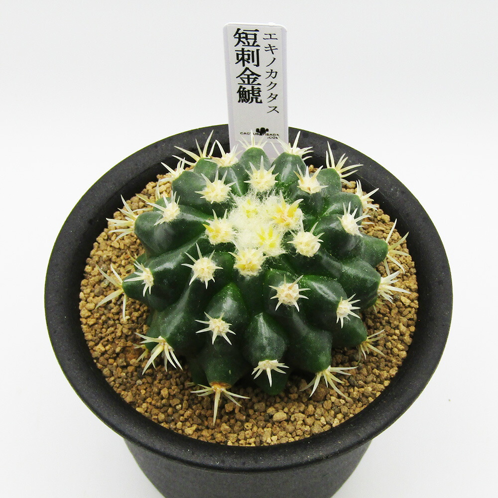 楽天市場】□多肉植物□ 現品販売 カクタス長田 サボテン エキノ
