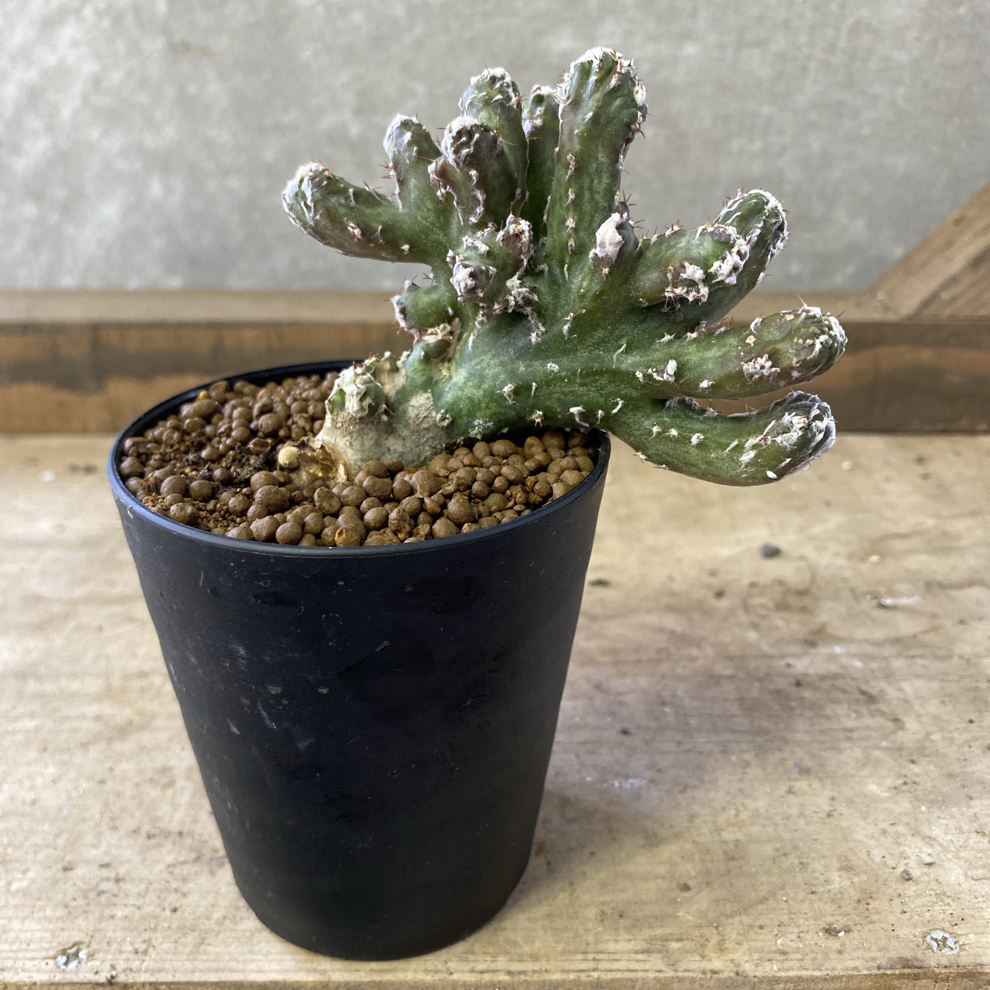 楽天市場】サボテン 残雪の峰 : plant life