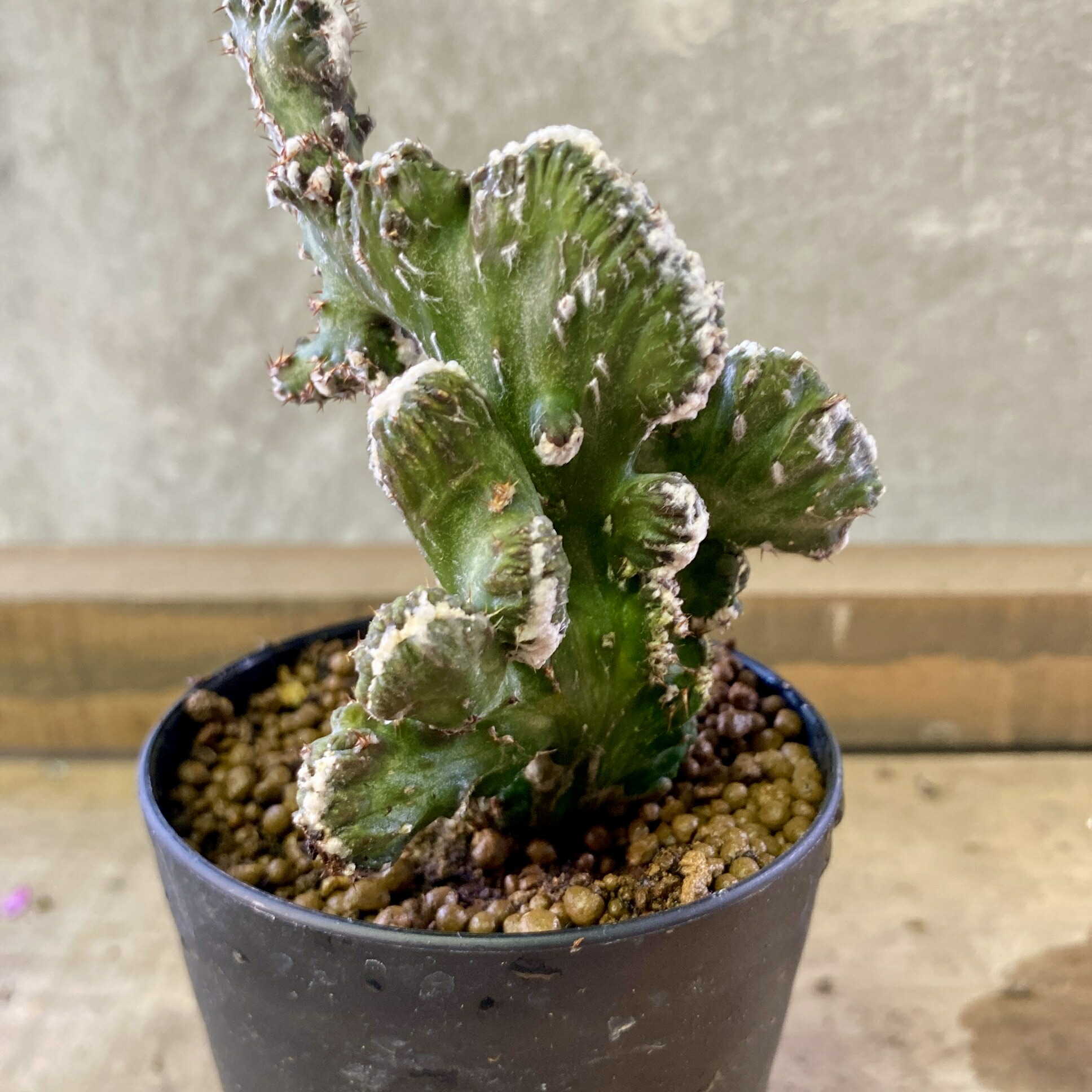 楽天市場】サボテン 残雪の峰 : plant life