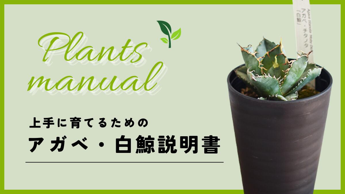 楽天市場 | 花ごころ 楽天市場店 - アガベ・白鯨の上手な育て方