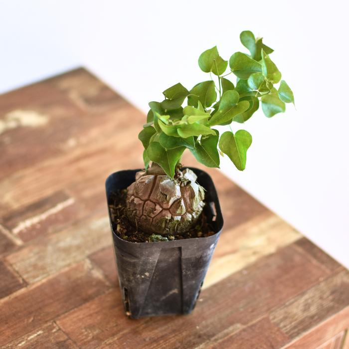 楽天市場】亀甲竜 ディオスコレア エレファンティペス 2.5号 特選株