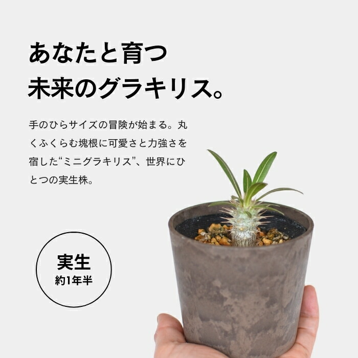 楽天市場】パキポディウム ロスラーツム 3.5号 実生 希少 種 塊根植物