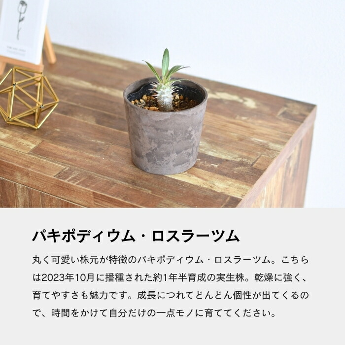 楽天市場】パキポディウム ロスラーツム 3.5号 実生 希少 種 塊根植物