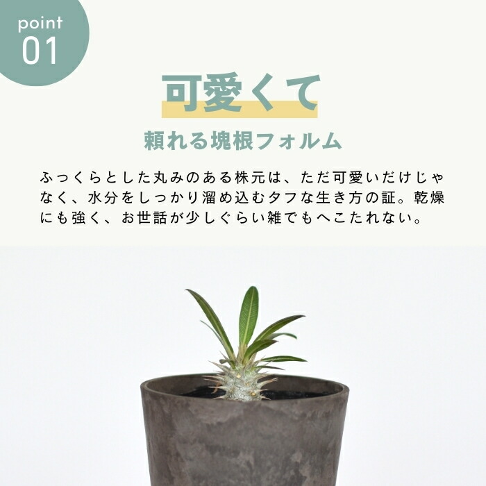 楽天市場】パキポディウム ロスラーツム 3.5号 実生 希少 種 塊根植物