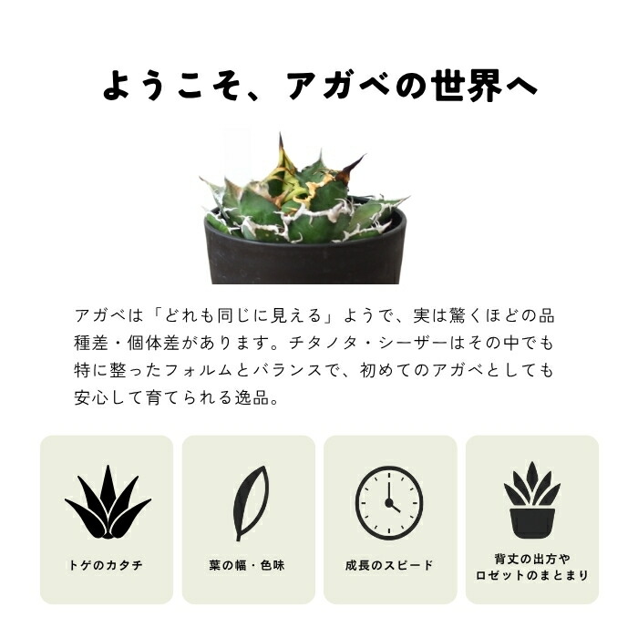 楽天市場】アガベ チタノタ シーザー 3.5号 希少 種 観葉植物 多肉植物