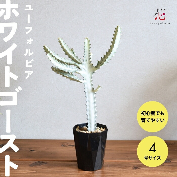 楽天市場】ユーフォルビア ホワイトゴースト 4号 白い幽霊 サボテン