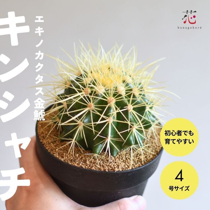 楽天市場】サボテン 金鯱 キンシャチ エキノカクタス 4号 観葉植物