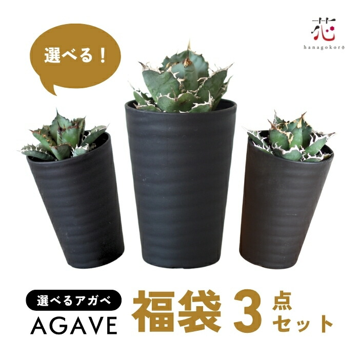 楽天市場】アガベ 選べる福袋 3点セット アソート チタノタ 白鯨