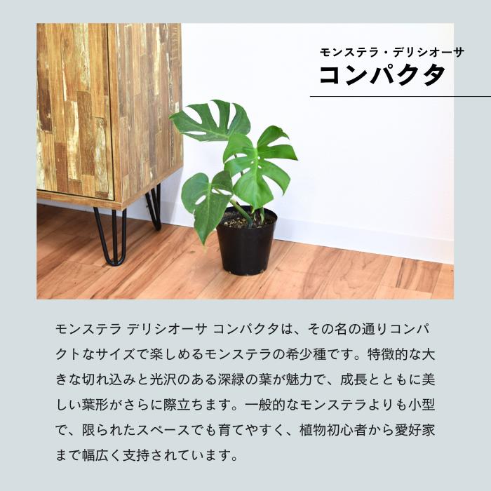 楽天市場】モンステラ デリシオーサ コンパクタ 5号 希少 種 観葉植物