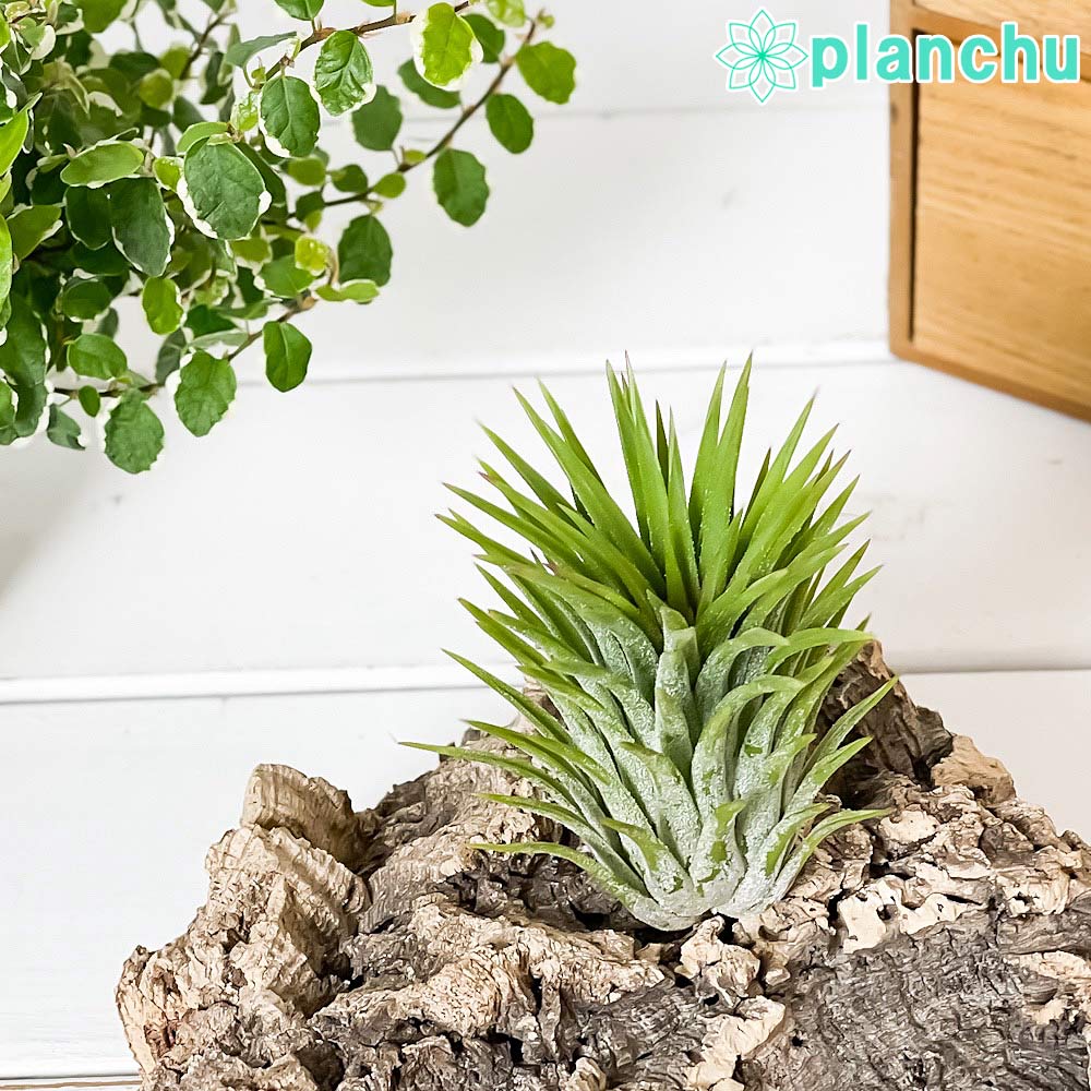 チランジア イオナンタ グアテマラ ジャイアントフォーム 楽天市場