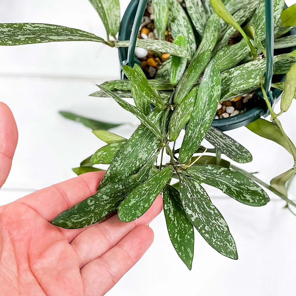 楽天市場】PLANCHU 観葉植物 ホヤ シギラティス 4号吊り鉢 育て方説明