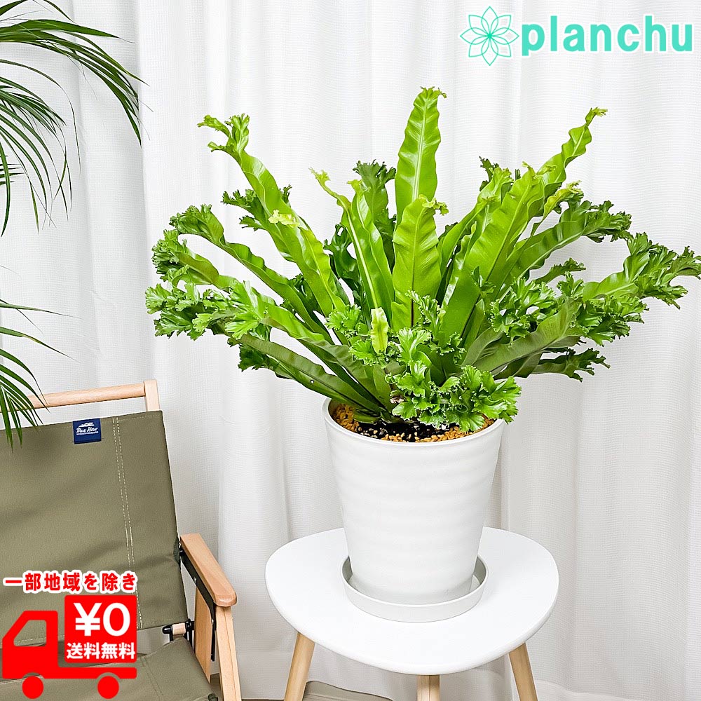 楽天市場】PLANCHU 観葉植物 アスプレニウム レズリー 8号鉢 受け皿