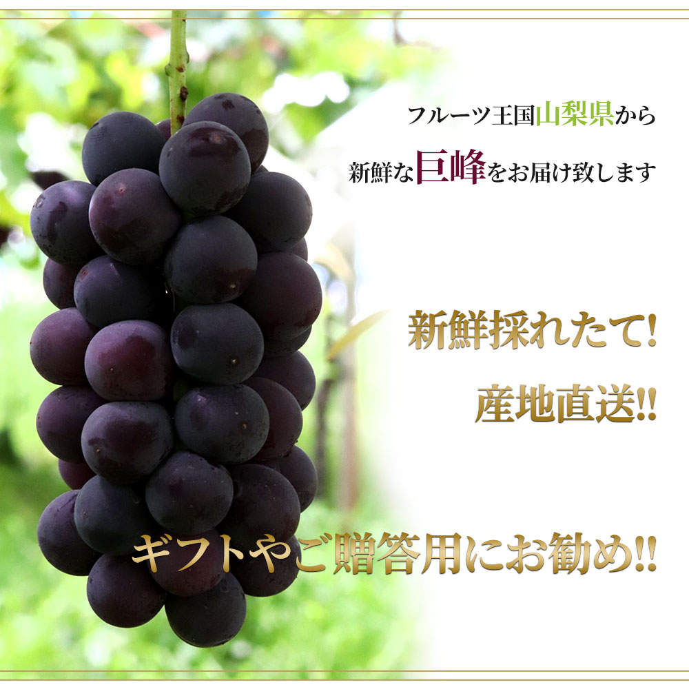 楽天市場】巨峰 ぶどう 山梨県産 大粒 巨峰 産地直送 お盆 贈答用