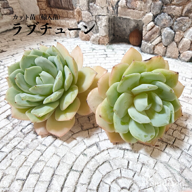 ウェディングリング◎多肉植物 カット苗 輸入苗 エケベリア等 楽天市場