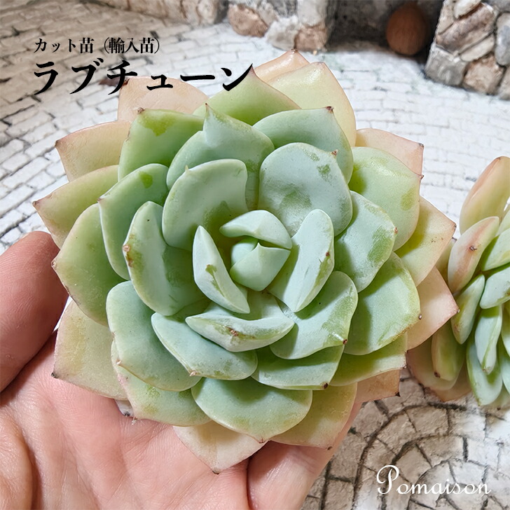 楽天市場】多肉植物 エケベリア 苗 カット苗 輸入苗 未発根 微発根