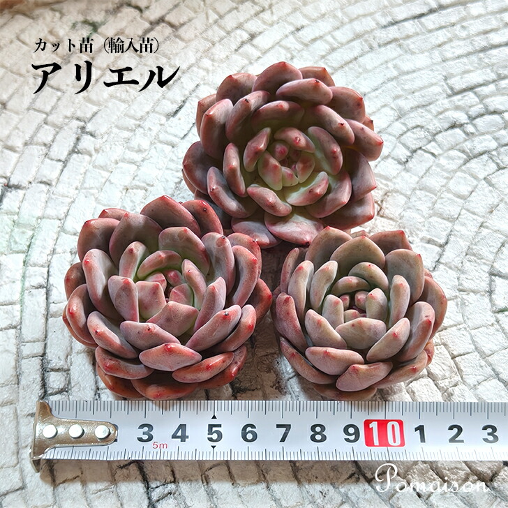 楽天市場】多肉植物 エケベリア 苗 カット苗 輸入苗 未発根 微発根