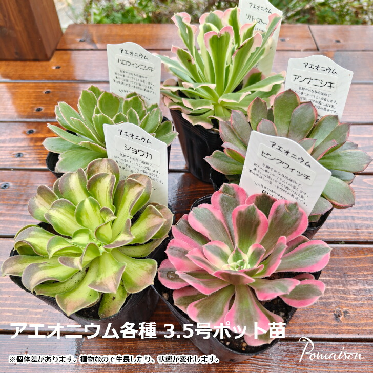 楽天市場】多肉植物 アエオニウム ピンクウィッチ リバーストーン