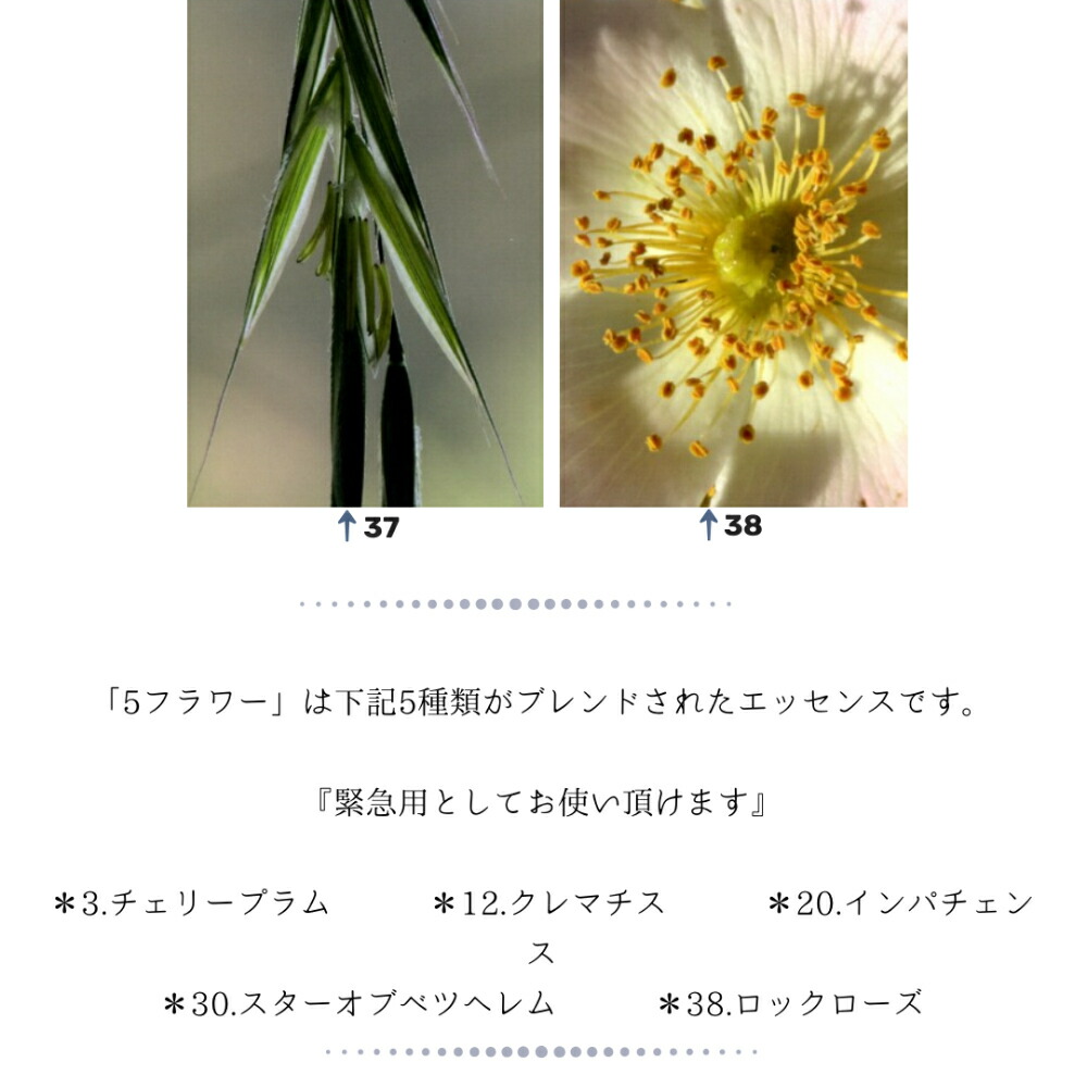 楽天市場】Healing Herbs ヒーリングハーブス #1~38 5フラワー 39種類