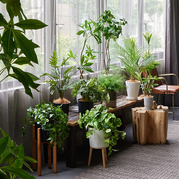 楽天市場】【公式】アイビー ウッドスタンド H70cm 観葉植物 フェイク