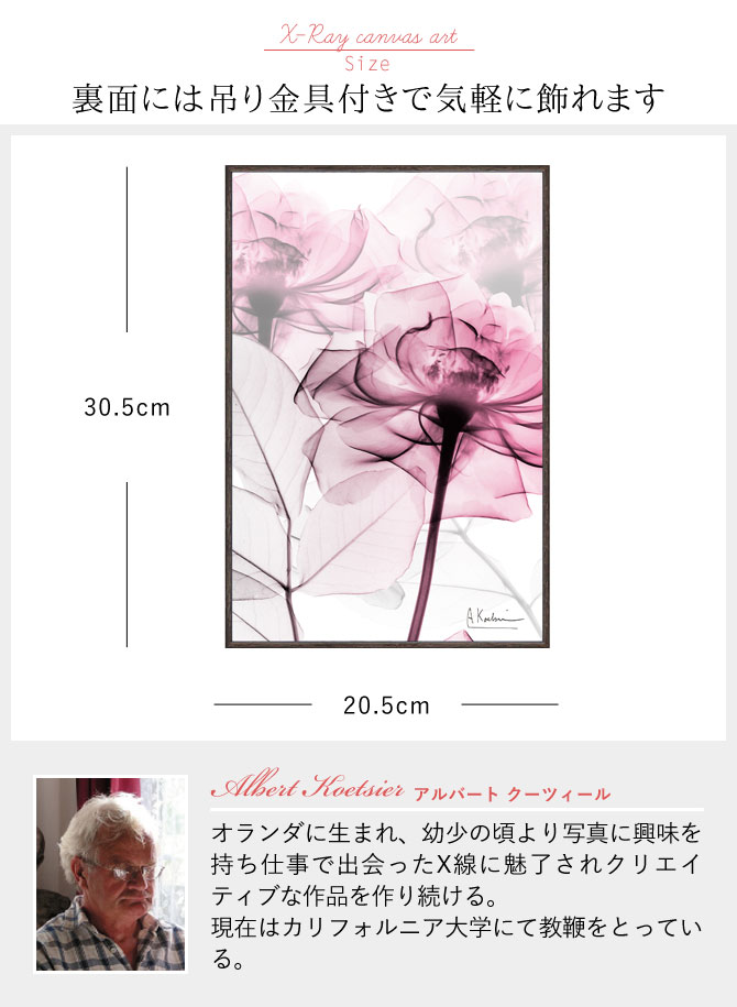 楽天市場】x-ray アートフレーム キャンバスアート 花 アートパネル