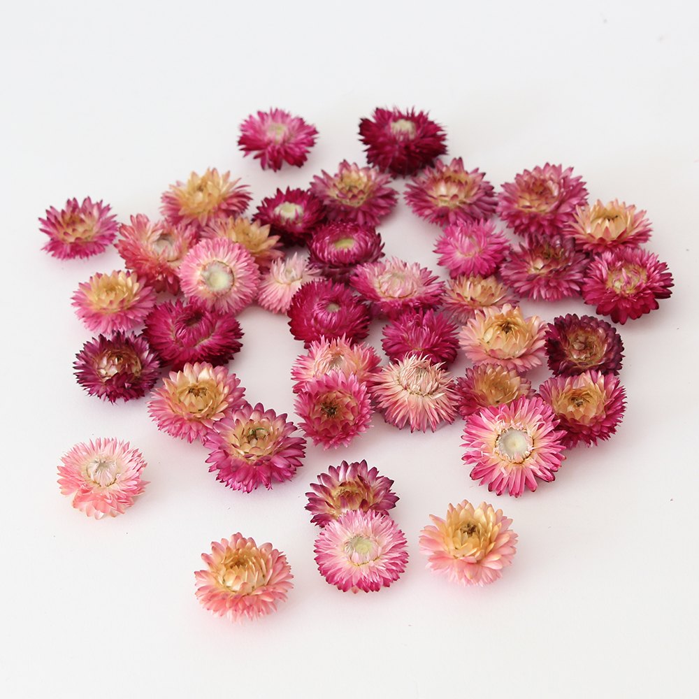 楽天市場】ドライフラワー 花材 即日出荷 ヘリクリサム・ブルーミング