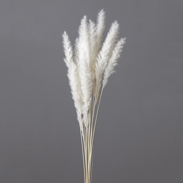 楽天市場】【P15倍中 3/11 9:59まで】 ドライフラワー 花材 即日出荷