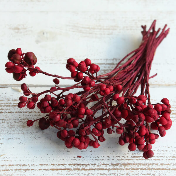 楽天市場】ドライフラワー 花材 即日出荷 なんきんはぜ レッド 実