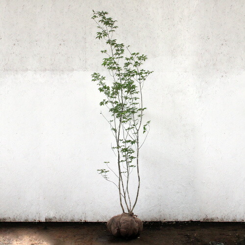 楽天市場】アオダモ 株立ち 樹高1.8〜2.0m前後(根鉢含まず) 単品