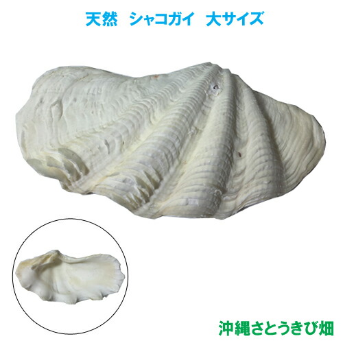 楽天市場】シャコガイ(シャコ貝) 大サイズ : 沖縄サトウキビ畑
