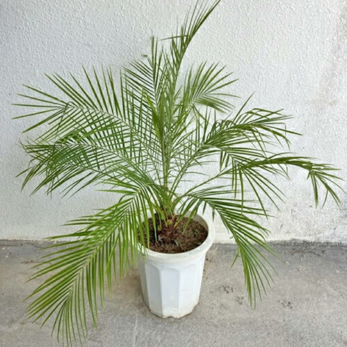 楽天市場】フェニックスロベレニーヤシ 実生6年苗 : 沖縄サトウキビ畑