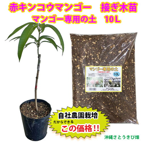 マンゴー苗」の人気商品一覧 | 安い商品を通販サイトから探す - 価格.com